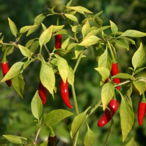 Papryczki Piri-Piri 110ml