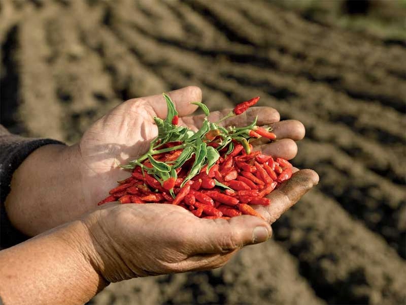 Papryczki Piri - Piri 110Ml